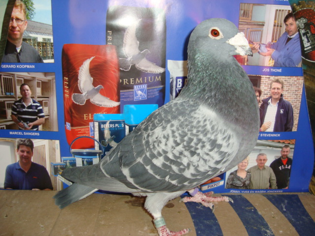 HUN 2004 M 100 ron vandut