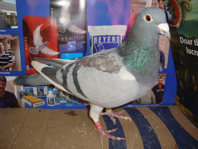 belgia 2008 F vandut