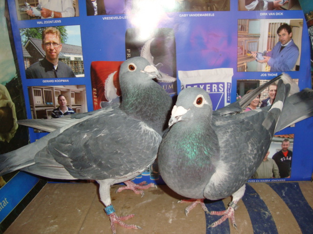 140 ron perechea vanduti