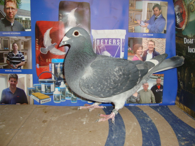 vandut100 RON F ARDEN 70%+VERCAMMEN J = DIN STEFFI