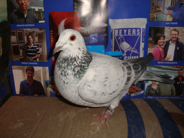 jjhoni poz ungaria expo 257