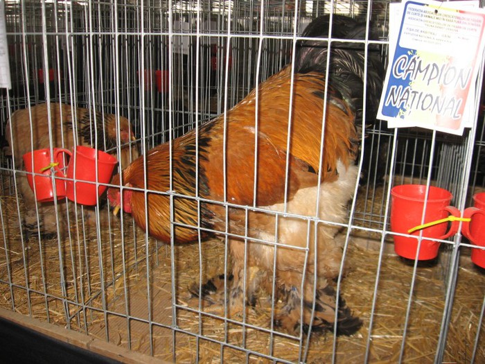 IMG_1100 - EXPOZITIE Craiova 2013