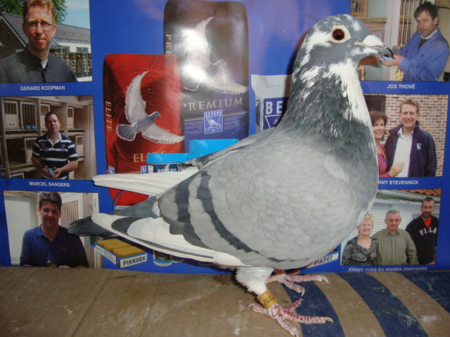 09 F KEES BOSUA,DORDRECHT KLAINE DHOCHTER UNO