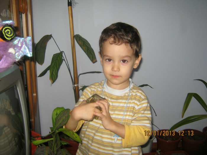 Răzvanică printre flori
