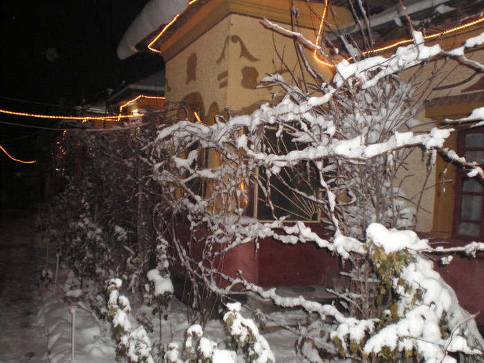 P1121388 - Poze Hobaia Giurgiu