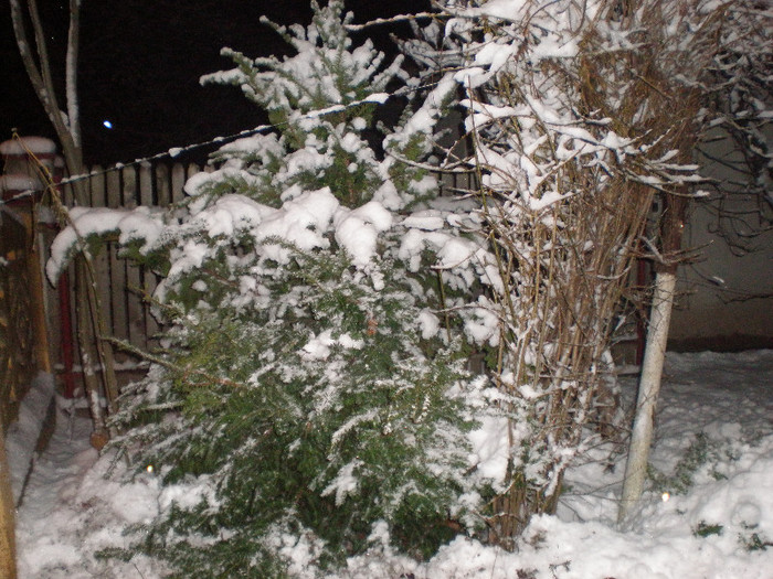 P1121391 - Poze Hobaia Giurgiu