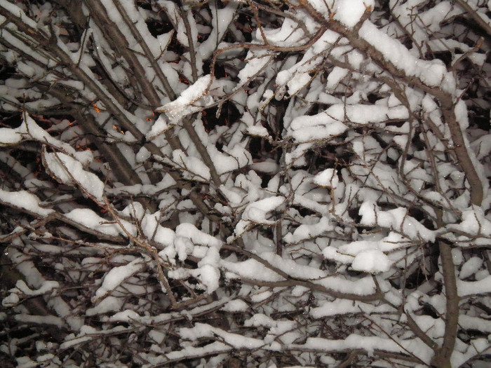 P1121442 - Poze Hobaia Giurgiu