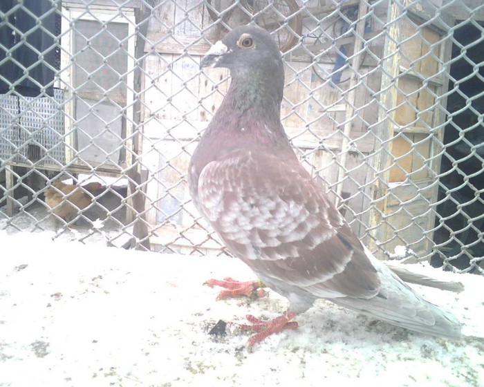 Ro - 99 - M; Dumitrache Marian
