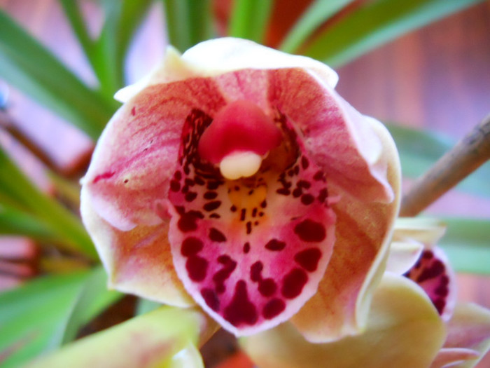 DSCN0590 - cymbidium