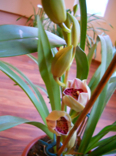 DSCN0592 - cymbidium