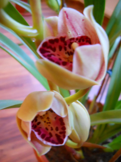 DSCN0596 - cymbidium