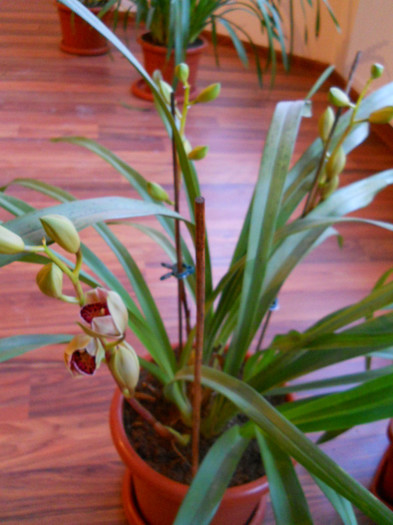 DSCN0601 - cymbidium