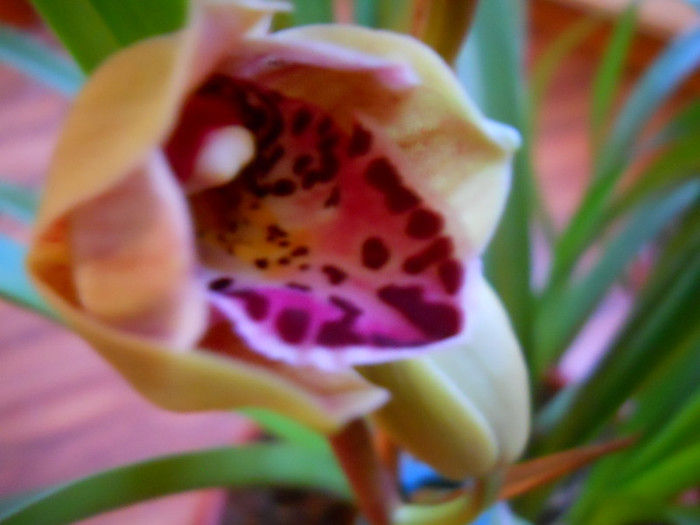 DSCN0606 - cymbidium