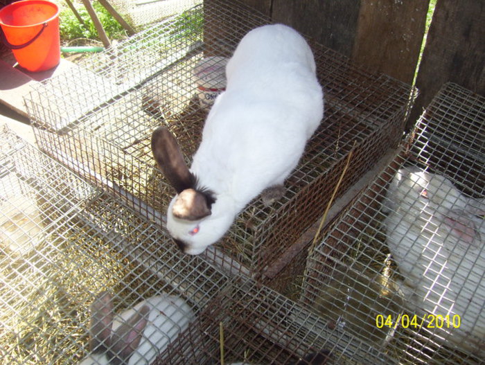 femela californiana - iepuri ce nu ii mai am 2013 13 ian