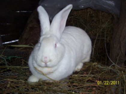 femela urias alb - iepuri ce nu ii mai am 2013 13 ian