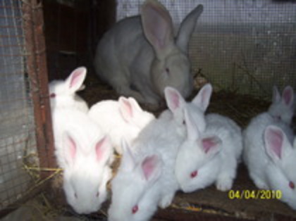 fem urias alb - iepuri ce nu ii mai am 2013 13 ian