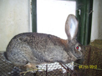 femela urias gri - iepuri ce nu ii mai am 2013 13 ian