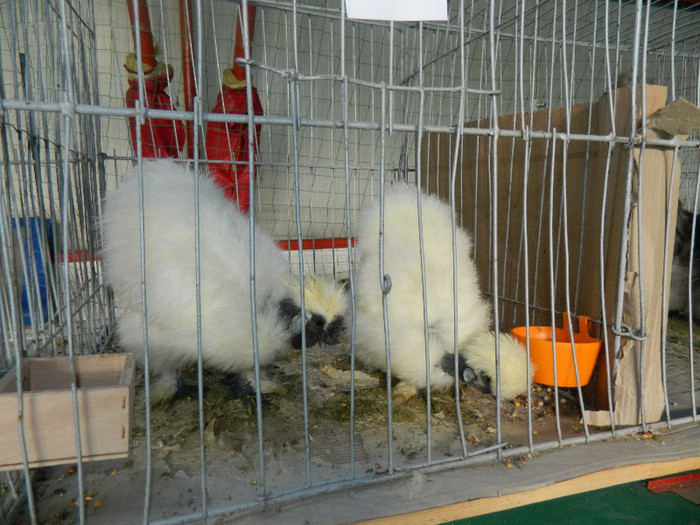 DSCN3440 - Expo Carei 2013