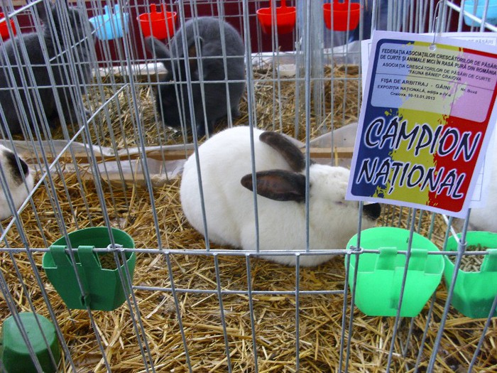 Picture 2295 - 0aaa iepuri adevarati la nationala matca de la Craiova 2013