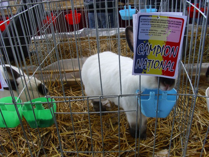 Picture 2297 - 0aaa iepuri adevarati la nationala matca de la Craiova 2013
