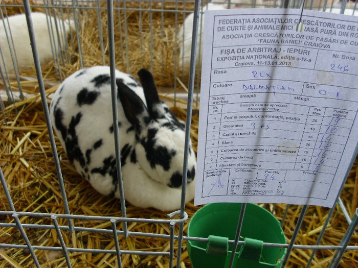 Picture 2302 - 0aaa iepuri adevarati la nationala matca de la Craiova 2013