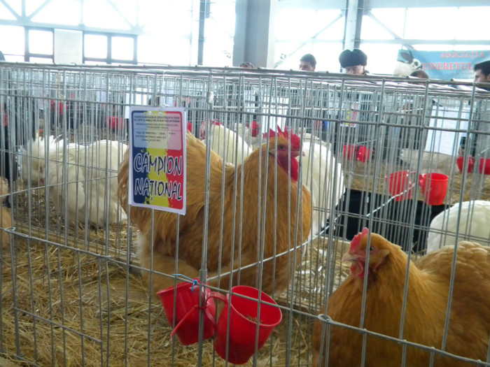 Picture 030 - 2013 Expo Nationala Craiova