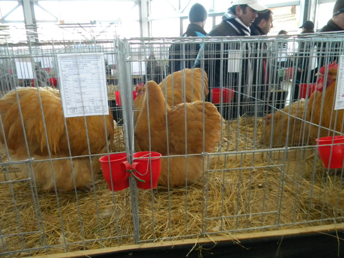 Picture 031 - 2013 Expo Nationala Craiova