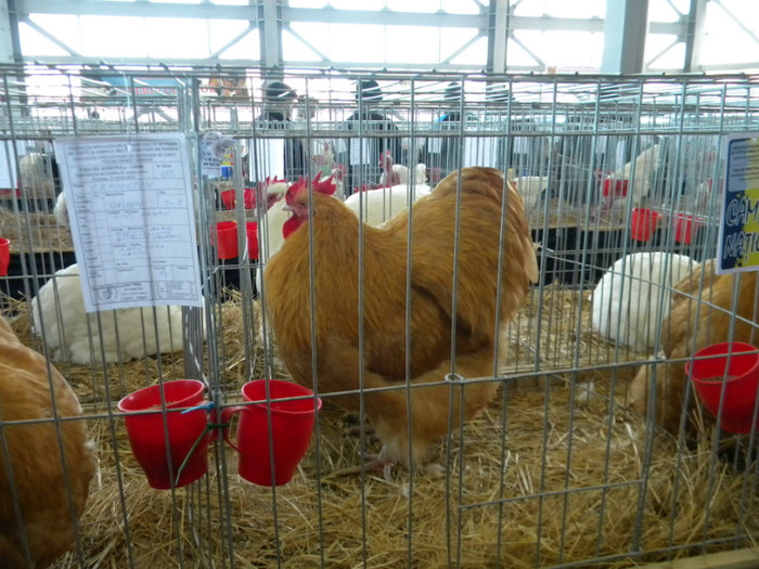 Picture 032 - 2013 Expo Nationala Craiova