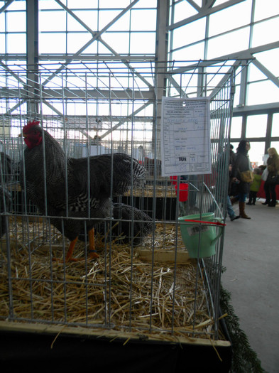 Picture 035 - 2013 Expo Nationala Craiova