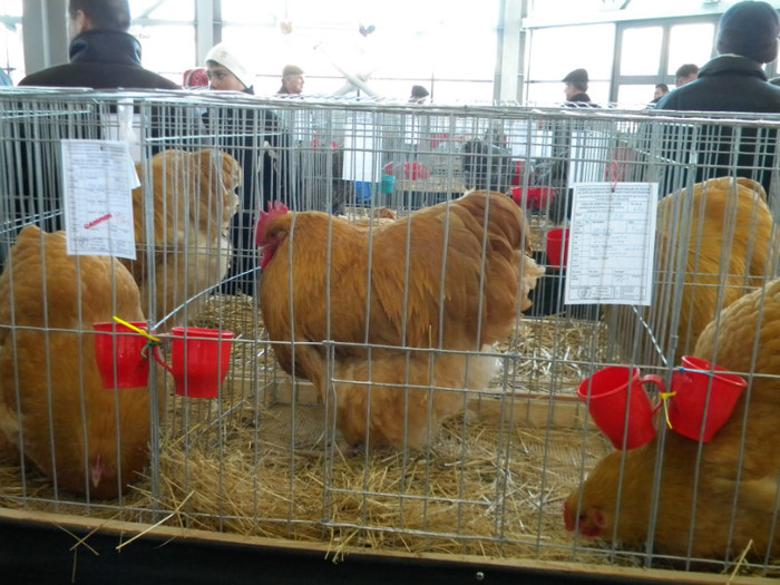 Picture 038 - 2013 Expo Nationala Craiova