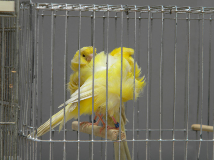 Picture 065 - 2013 Expo Nationala Craiova