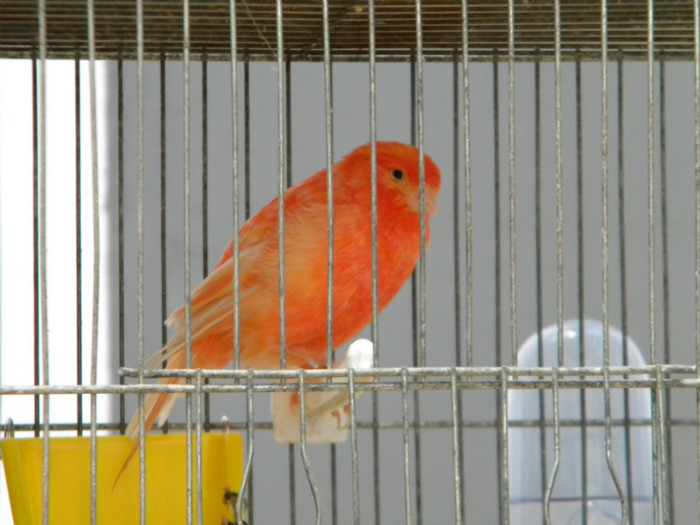 Picture 066 - 2013 Expo Nationala Craiova