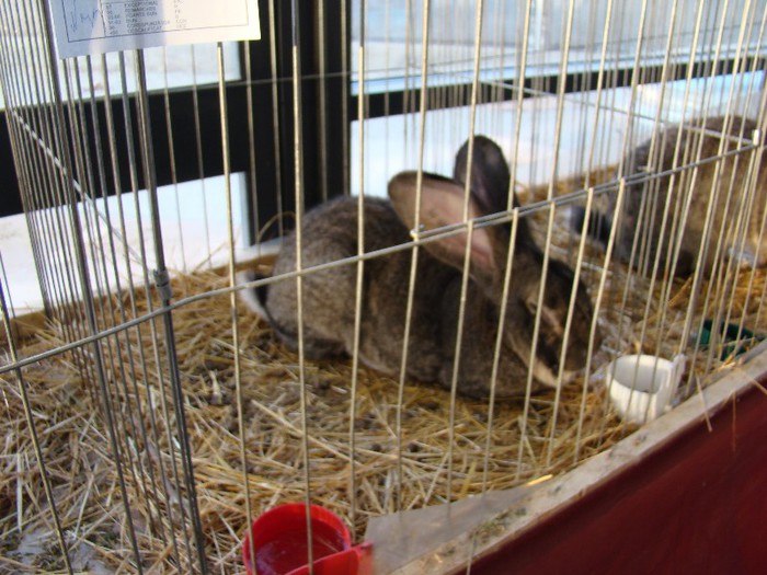 DSC01340 - EXPOZITIA NATIONALA CRAIOVA 2013