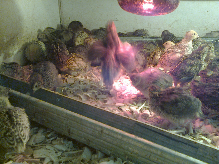 Mami0033; pui prepelita
