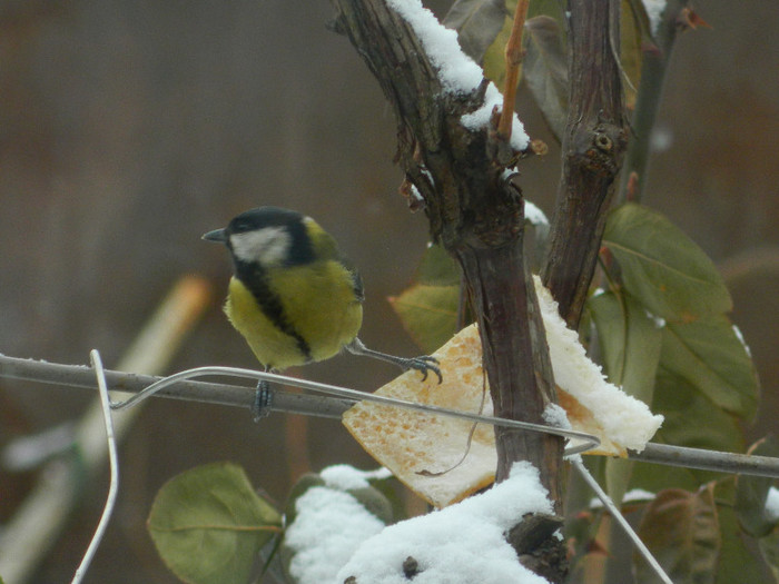 DSCN4153 - PASARELE 2013