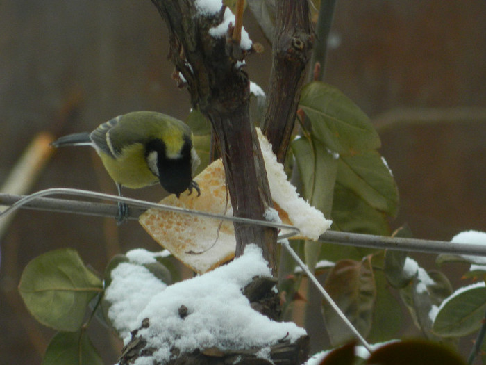 DSCN4154 - PASARELE 2013