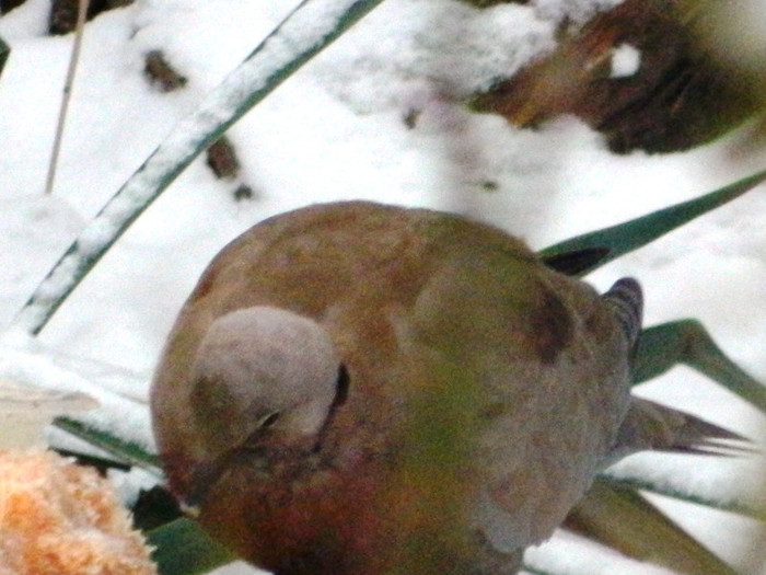 DSCN4162 - PASARELE 2013