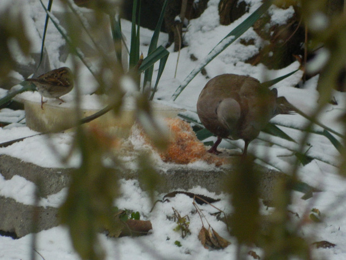 DSCN4165 - PASARELE 2013