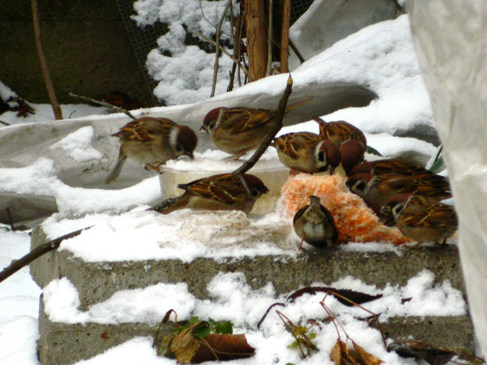 DSCN4183 - PASARELE 2013