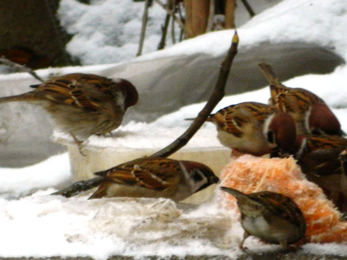 DSCN4184 - PASARELE 2013