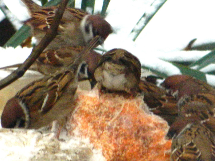 DSCN4189 - PASARELE 2013