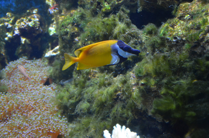 2011 164 - Londra acvariul