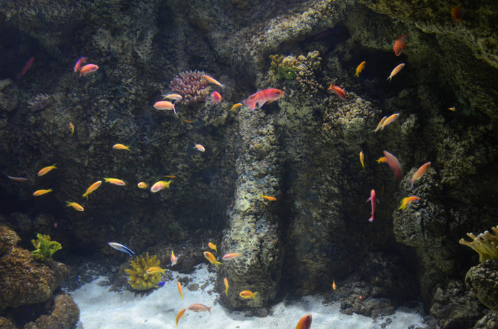 2011 171 - Londra acvariul