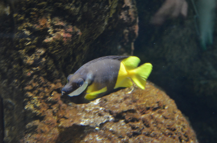 2011 174 - Londra acvariul