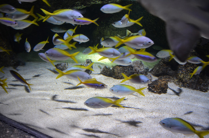 2011 175 - Londra acvariul