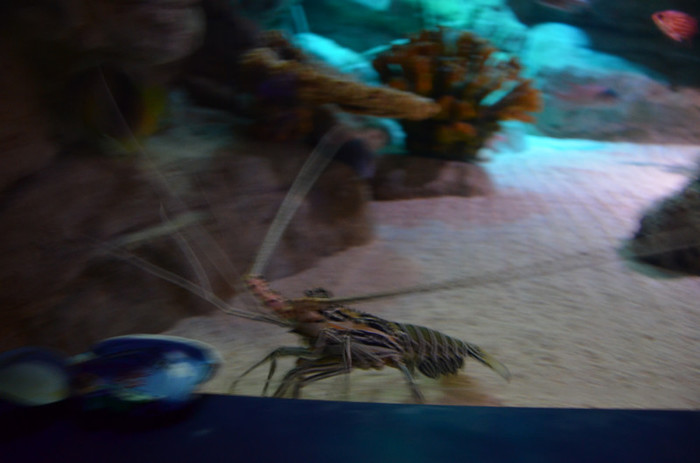 2011 177 - Londra acvariul