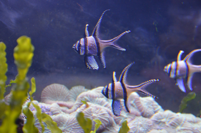 2011 178 - Londra acvariul