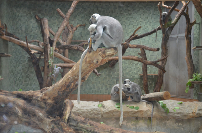 maimute - Zoo Berlin