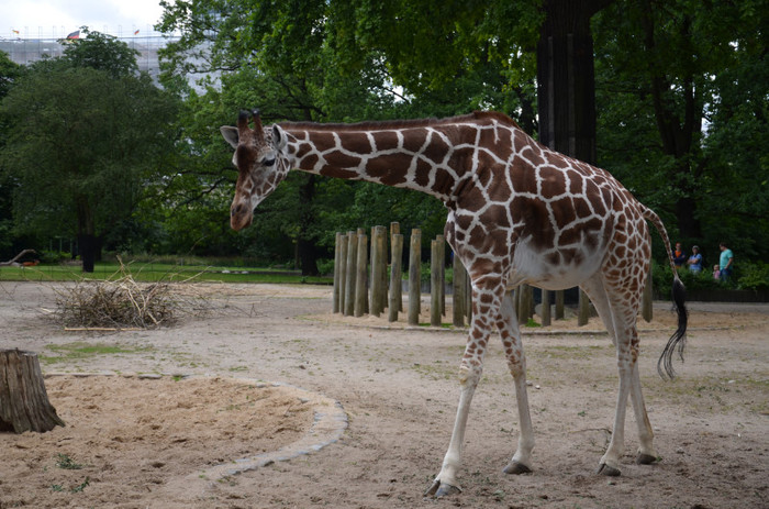 girafa - Zoo Berlin