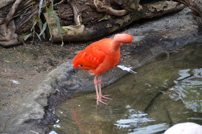  - Zoo Berlin